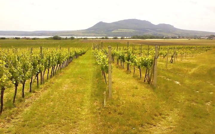Exkluzivní prodej certifikovaného vinařství na Moravě - vinice, sklep, sklad, technologie, značka a zásoby.