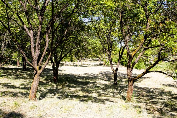Prodej zahrady 2 716 m2, Slavkov u Brna