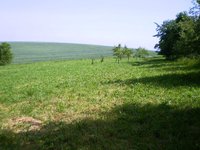 Prodej pozemku v lokalitě Bučovice, okres Vyškov - obrázek č. 3