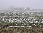 Jaroměřice u Jevíčka - zemědělská půda  22.632 m² - pozemek - Pozemky Svitavy