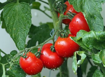 Фермерские продукты и здоровое питание