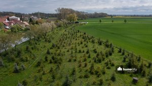 Prodej školky jehličnatých stromků s možností rekreace, 7 995 m² - Sezemice - Kladina