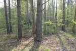 Prodej lesa v obci Vrbatův Kostelec