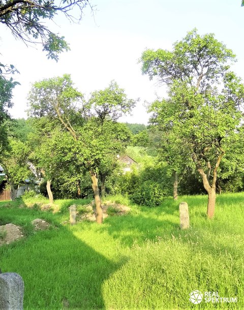 DSC07994